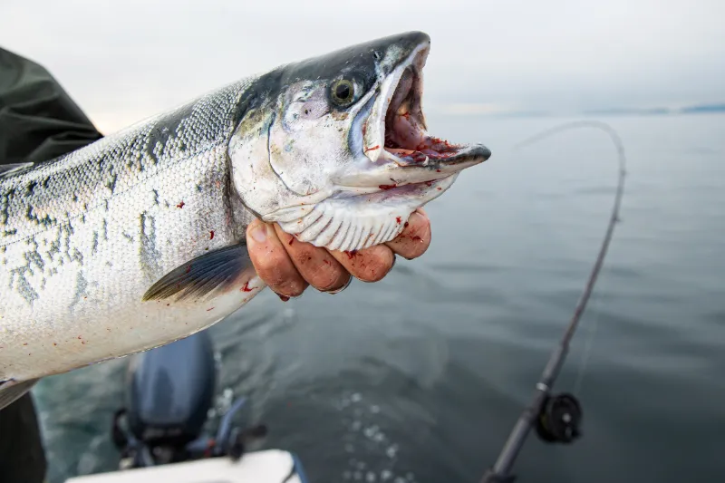wild coho salmon