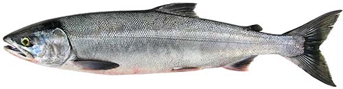 Whole chum salmon