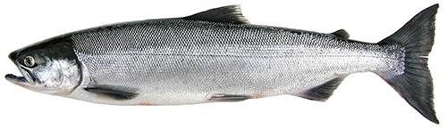 Whole Sockeye Salmon